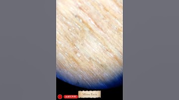 Pencil waste in microscope. #shorts #microfact