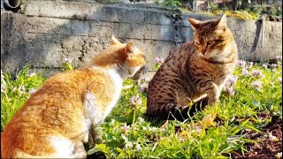 Angry cats meowing very loudly │Funny Cats by istanbul stray cats 420 views 3 years ago 2 minutes, 14 seconds