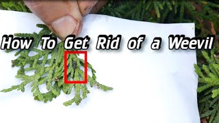 How to Get Rid of Weevils - What's Eating My Plants - My Natural Ways - Weevil