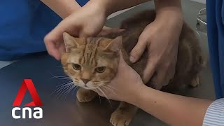 No cases of pets infected with COVID-19 so far: Animal and Veterinary Service