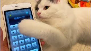 【猫語翻訳機】猫語でひたすら「彼女欲しいです」とお願いしてみたら奇跡起きたわ。【リア充確定】 screenshot 4