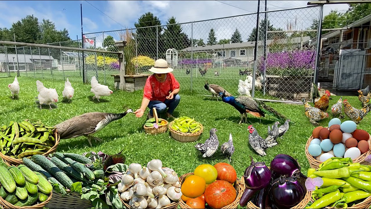 Sustainable Organic Farming at Its Best: Happy Chickens, Thriving Garden, Harvesting & Cooking