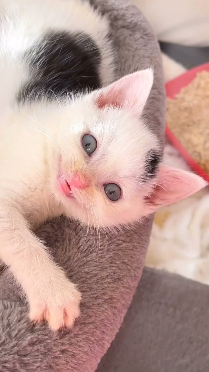 Comme tu bon petit chaton
