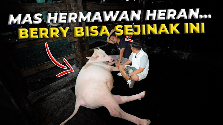 LIAT SIFAT ASLI BERRY KEBO BULE, MAS HERMAWAN SAMPE HERAN SENDIRI...