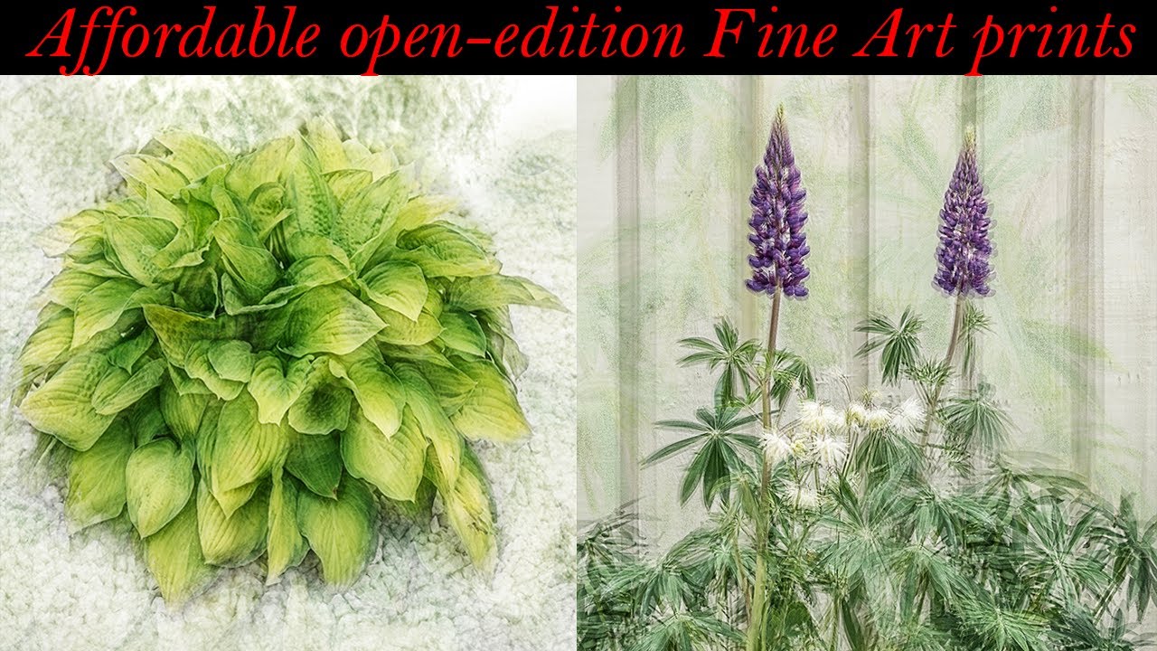 Affordable Open Edition Fine Art Prints: Looking for stunning Fine Art prints at affordable prices?