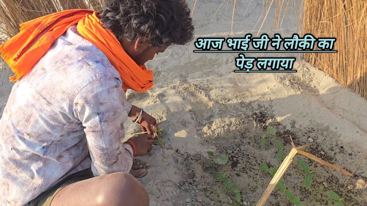 आज भाई जी ने लौकी का पेड़ लगाया 