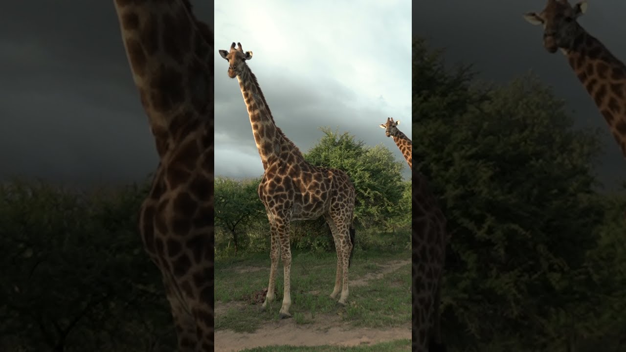 Giraffe Close Up | ReWild 