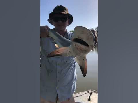 Brisbane River Bull shark! #Brisbaneriver #bullshark #fishing #