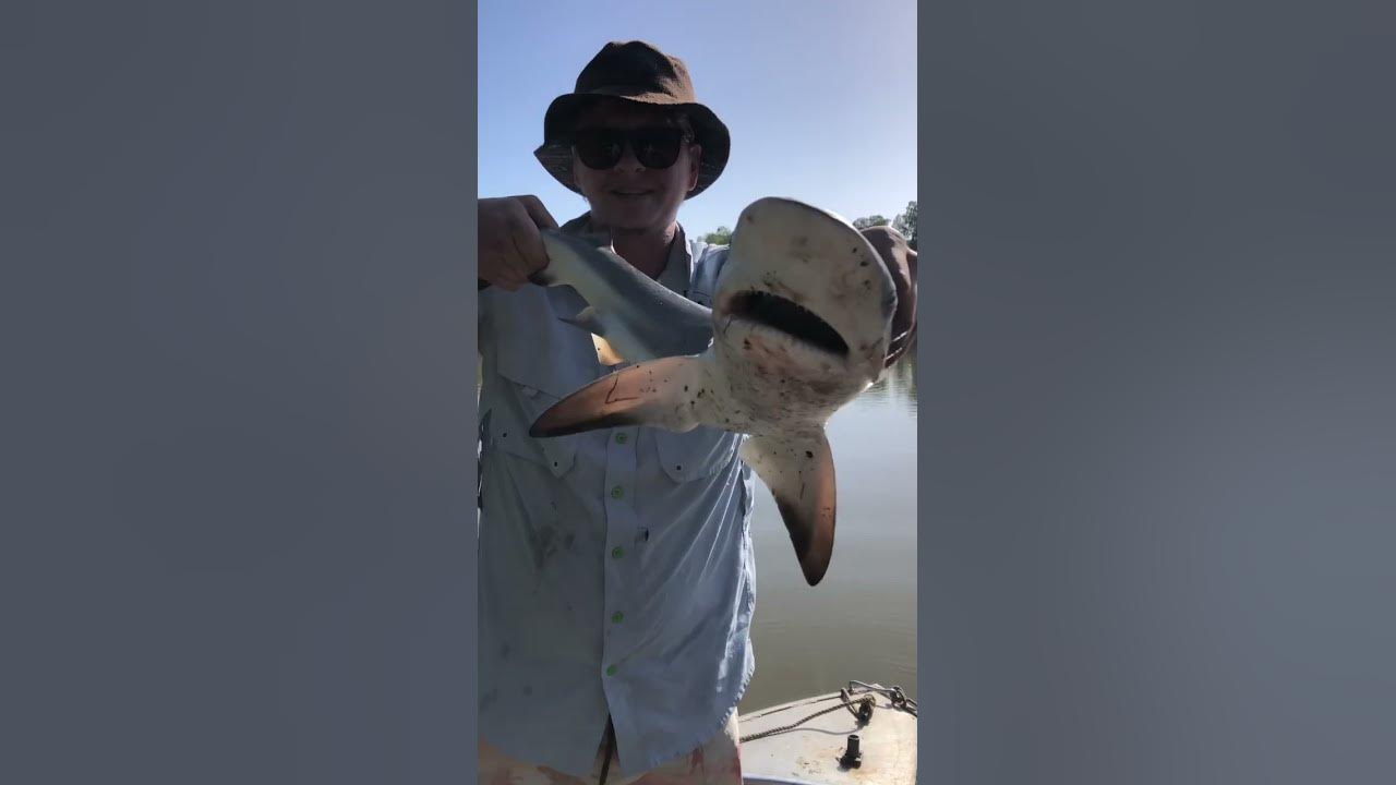 Brisbane River Bull shark! #Brisbaneriver #bullshark #fishing #