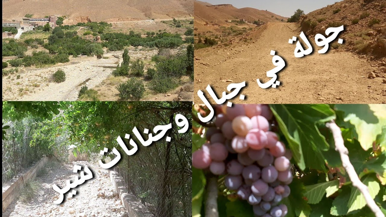 ترجمة اغنية شاوية رائعة الي العربية وجولة في جبال وجنانات شير