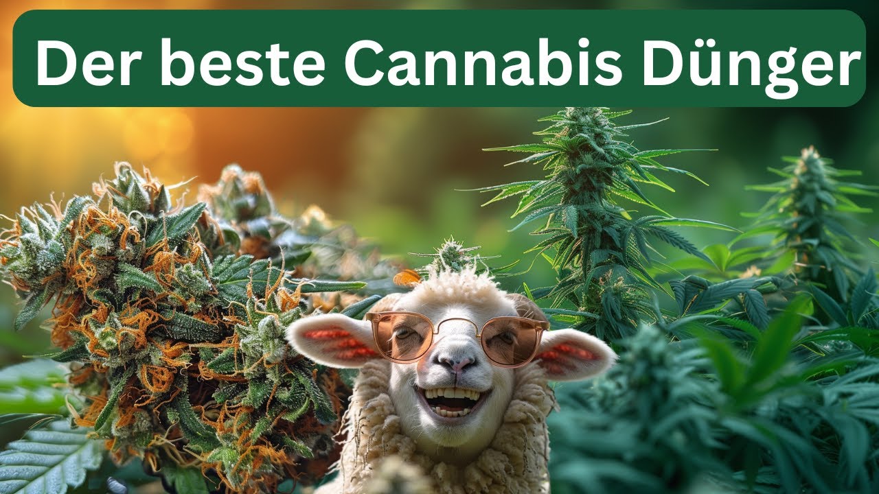 Maximiere deine Ertrge: Der beste Dnger fr Cannabis Pflanzen