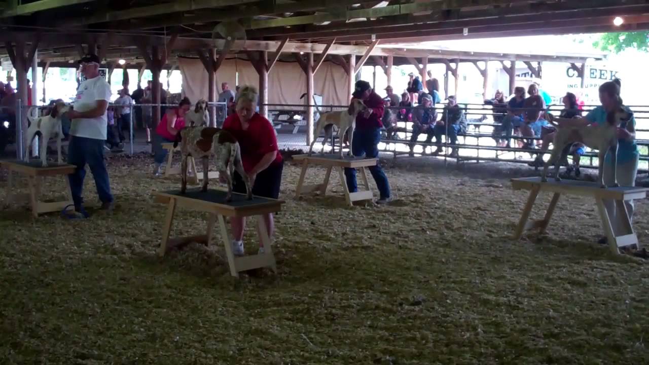 2013 UKC English Days United Kennel Club YouTube