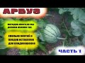 Как формируем куст арбуза.Обрезка плетей и нормировка плодов