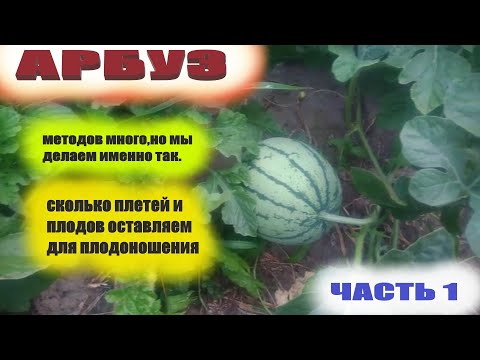 Видео: Сколько арбузов на одном растении - Советы по прореживанию плодов арбуза