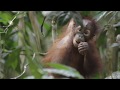 Orphaned orangutans learn to climb | FOUR PAWS | www.four-paws.org