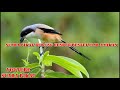 Suara Pikat Burung Cendet Atau Pentet Anakan Ampuh Mp3 - Mp4 Download