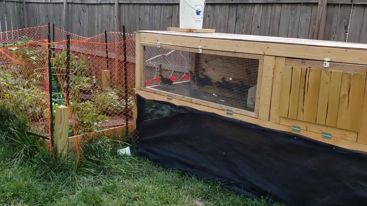 Automatic waterer quail coop upgrades. YouTube