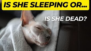 Cat Sleeping Positions That Will Make You Do a Double Take by Royal Animals 👑 1,708 views 1 year ago 2 minutes, 25 seconds