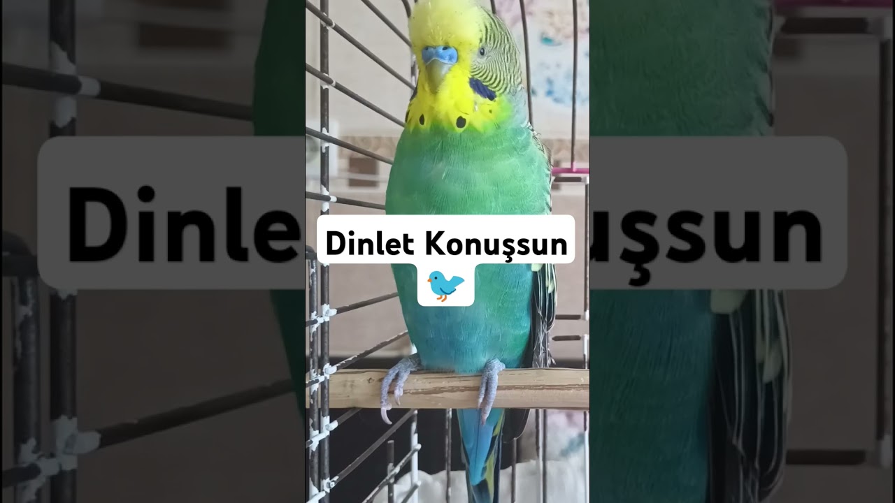 Fıstık Kuşum Balım #muhabbetkuşu #konuşankuş Muhabbet kuşu sesi #birds #muhabbetkuslari #shorts
