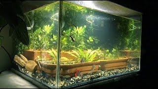 Natural SIMPLE aquarium  TIMELAPSE [LOW TECH] | TonyTanks