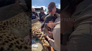 Welcome to the Safari Vet Internship 🌍
