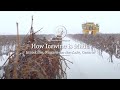 Icewine Harvest: Finding the Sweetspot