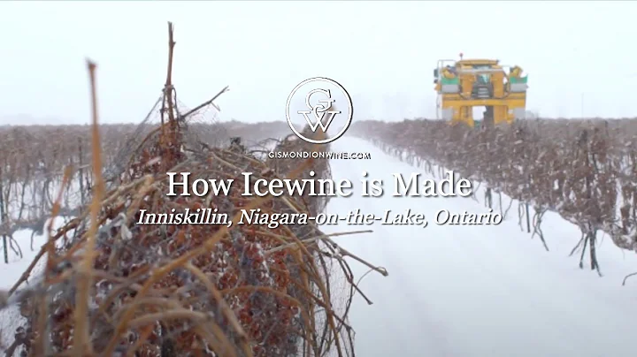 Icewine Harvest: Finding the Sweetspot