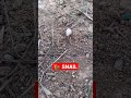 Snail in a shell