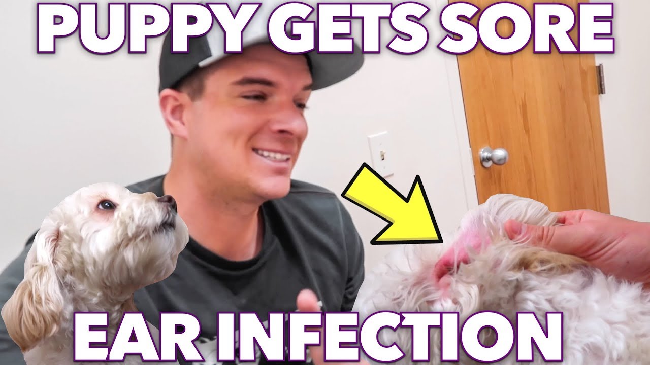 cockapoo ear infection