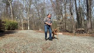Vizsla Puppy Training Advance NC | Beau by JimHodgesDogTraining 249 views 1 month ago 14 minutes, 11 seconds