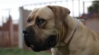 The Best Boerboel Ever?......... Middlepos Alpha (97.9%)