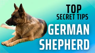 The Incredible German Shepherd Journey secret tips you must know by Pet Animal 251 views 10 months ago 2 minutes, 50 seconds