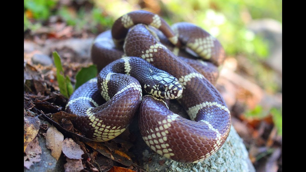 Top Ten Snake YouTube spotlight-on-keith-poettker-chairman-ceo-poettker-construction