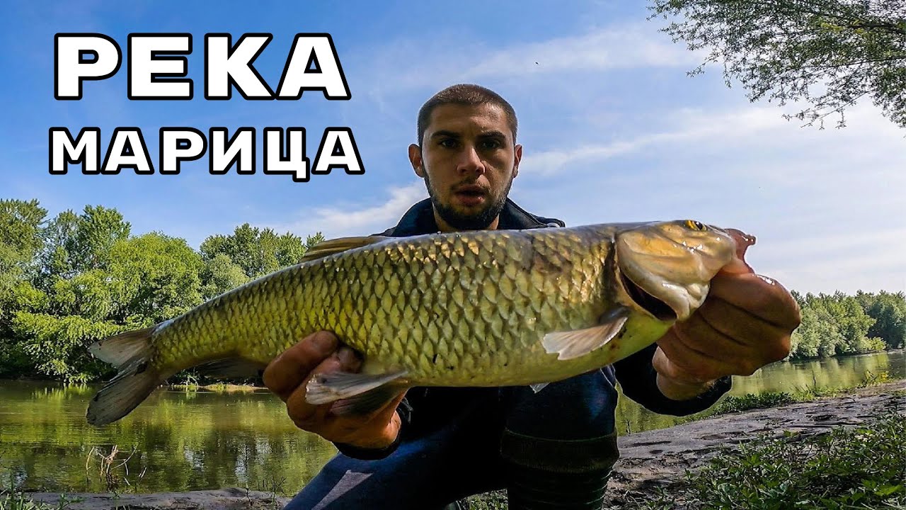 КЕФАЛОЗАВРИ от МАРИЦА