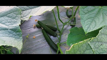 Kĩ thuật canh tác dưa chuột mới trong vụ Đông Miền Bắc.