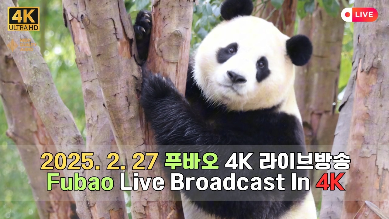 2월 27일의 푸바오의 하루를 4K 고화질 고음질 방송으로 만나보세요.(4K Fubao Live Broadcasting)