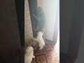 Вислоухая. Штурм когтеточки.