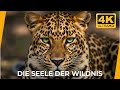 Tiere, Pflanzen & Landschaften 4K | Die Seele der afrikanischen Wildnis #Natur | Natur & Ruhe 4K