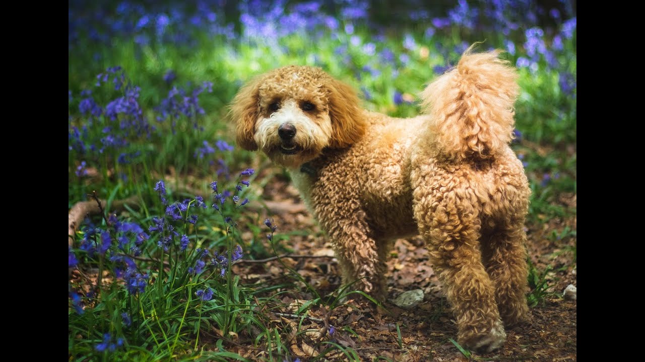 Consejos de cuidado para perros Cavapoo o Cavoodle - YouTube