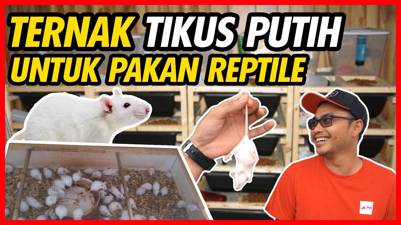 TERNAK TIKUS PUTIH UNTUK PAKAN REPTILE ! BELAJAR LGSG SAMA AHLINYA