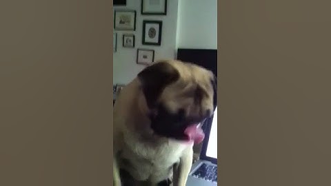 Millie the Pug goes to the office