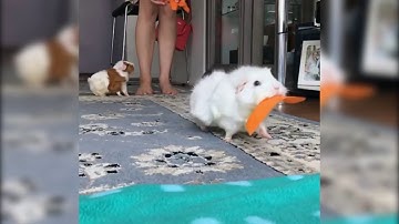 guinea pig with carrots