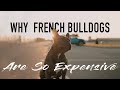 The Expensive Reality of French Bulldog Ownership: Understanding the Cost Factors