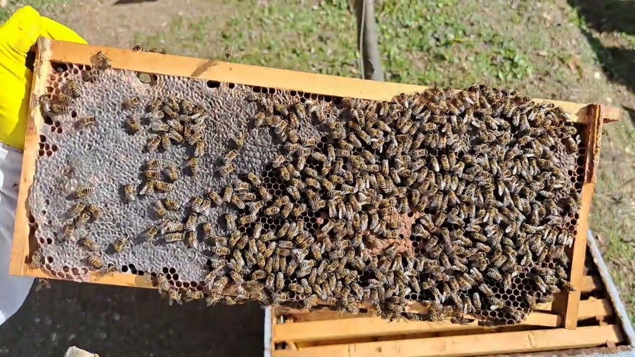 Pregled legla  -  5. februar 2024.g.