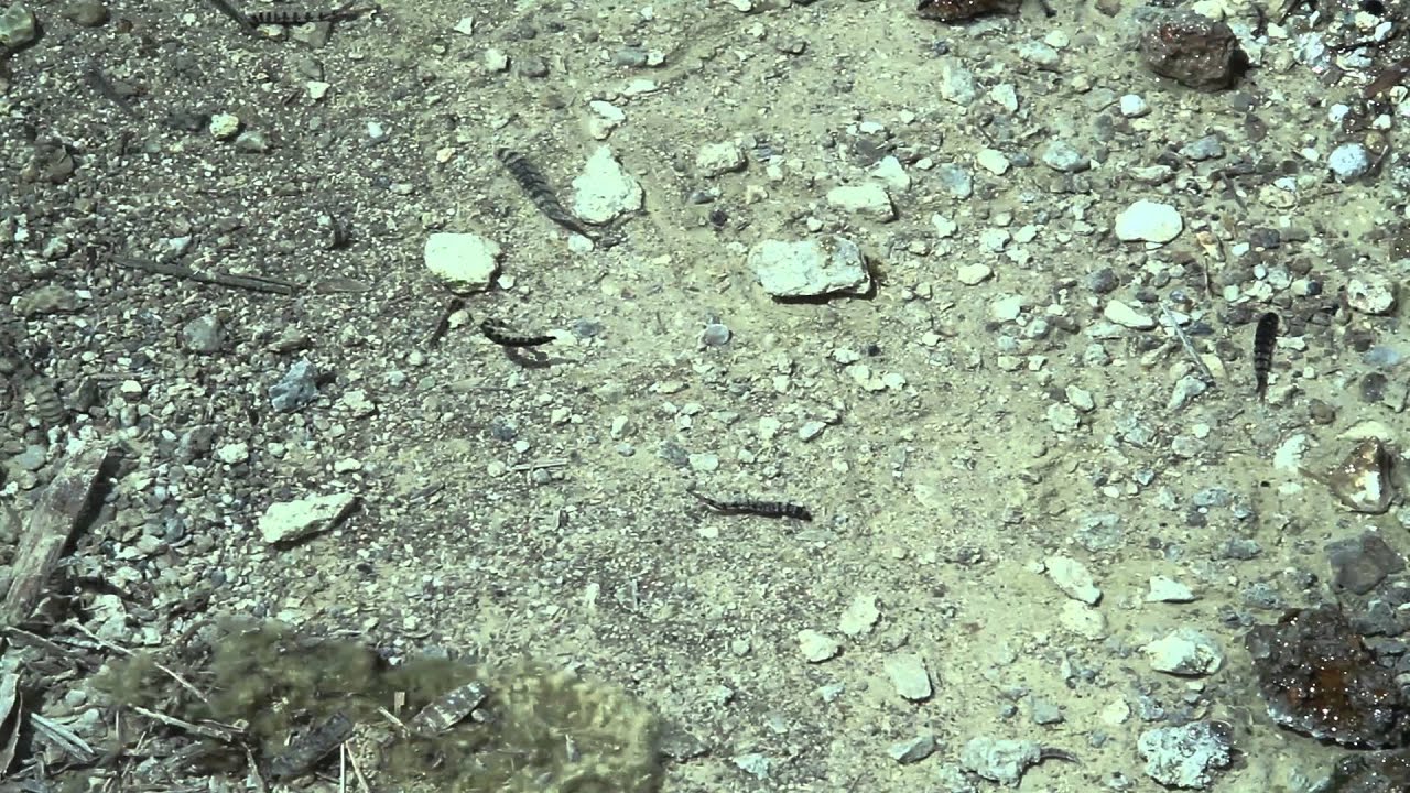 camera iphone 8 plus apk Allman - Yellowstone NP - 2013 - Unknown Eukaryotes at Norris Geyser Basin