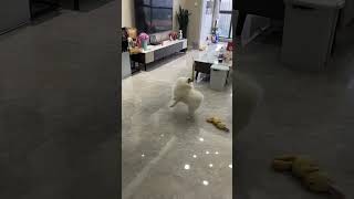The cotton was bitten out, yet he still had to dig it out with his hands 🙂 ↔️ #Pet vlog #Daily fun s