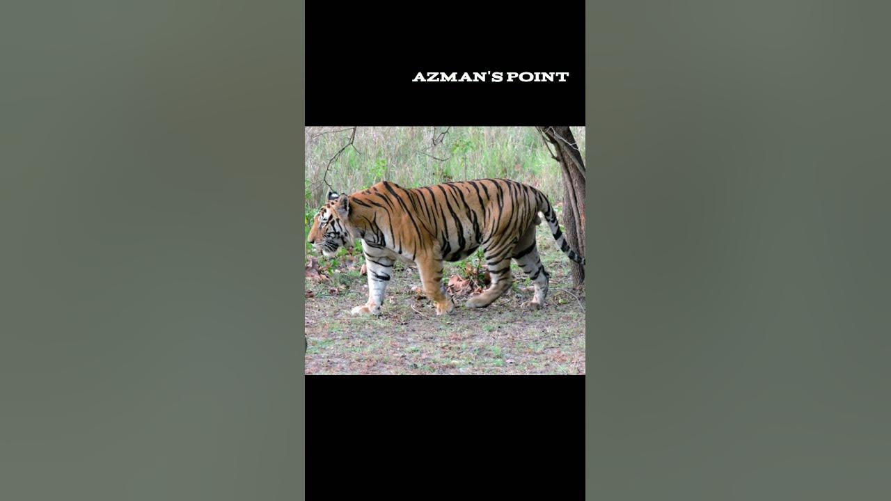 Difference between BENGAL TIGER and SIBERIAN TIGER #azmanspoint #