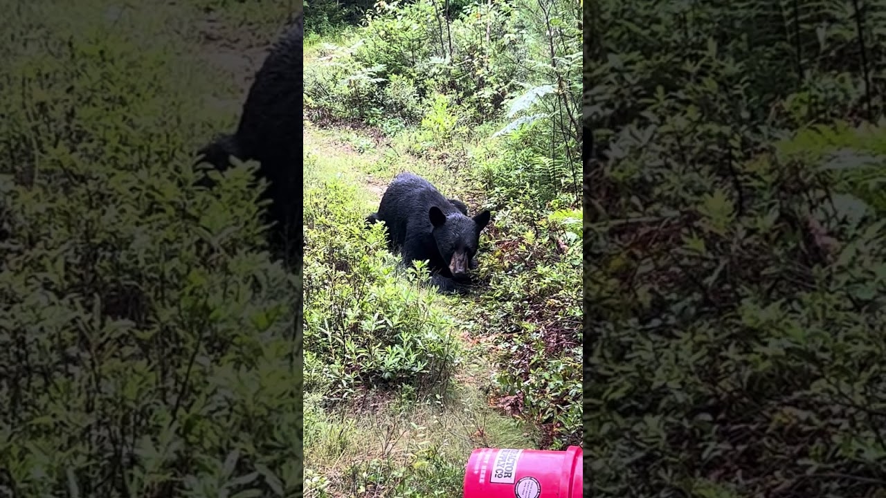 Сегодня утром я наткнулся на этого раненого медведя, матушка-природа такая сурова…