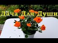 Купили КОМНАТНУЮ  РОЗУ - срочно  в САД!🌹🌹🌹