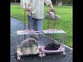 Transparent Pet Carrier With Silent Wheel Telescopic Handle Large Capacity Trolley Case With door